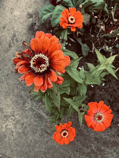 Im Garten von Emil Nolde