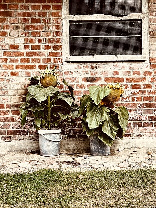 Sonnenblumen. Bauernhof in Mustin, Norddeutschland