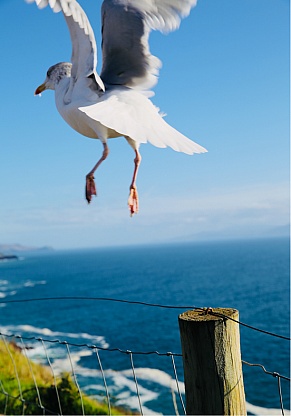 Island Dingle Coast, Irland